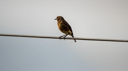 Bird on a Wire Against Soft Sky