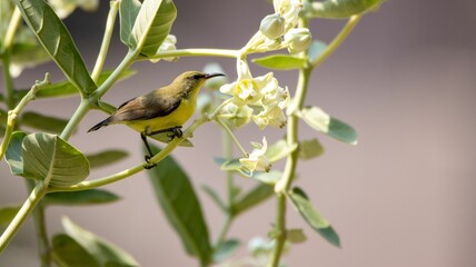Vibrant Bird on Branch with Green Leaves and Flowers