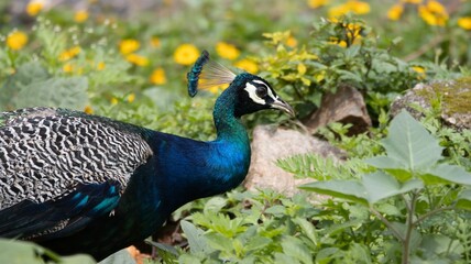Obraz premium Vibrant peacock in a lush garden.