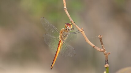 Dragonfly perched on a twig.