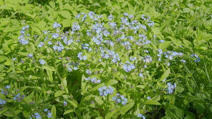 Exquisite Blue Flowering Plants Flourishing in a Lush and Vibrant Green Environment