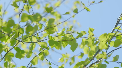 Vibrant Green Leaves Dance Majestically Under a Clear Blue Sky, Radiating Life and Beauty