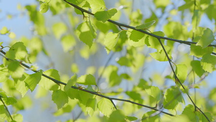 Lush and Vibrant Green Foliage Bathed in Bright and Invigorating Natural Daylight