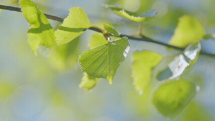 Beautiful and Fresh Green Leaves Set Against a Soft Light Background Creating a Serene Atmosphere