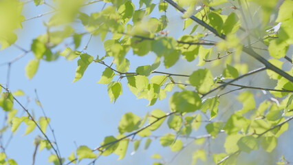The Bright Green Leaves Stand Out Vibrantly and Beautifully Against the Clear Blue Sky Above
