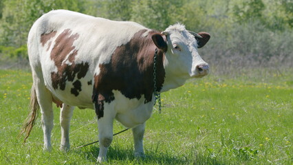 A Cow Grazing Happily in a Beautiful Green Meadow Underneath the Bright and Warm Sunlight