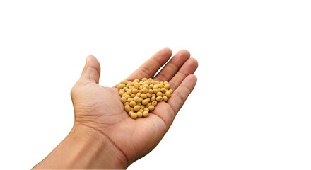 Grains In Hand Rich Harvest Grain Agriculture Soybeans Healthy Diet