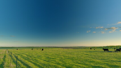 A Vast and Open Pastoral Landscape Featuring Grazing Cows Under a Clear Blue Sky