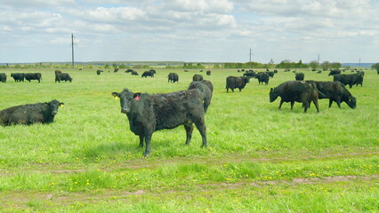 A Beautiful and Glorious Pasture Filled with Black Cows Grazing in a Lush Green Field