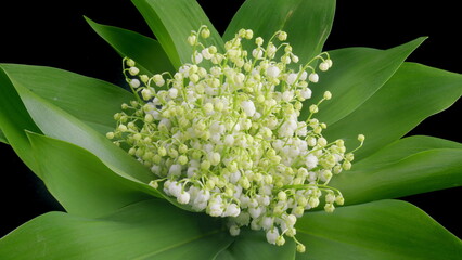 The Beautiful Lily of the Valley Blooms Gracefully and Elegantly Upon Vibrant Green Leaves Time lapse.