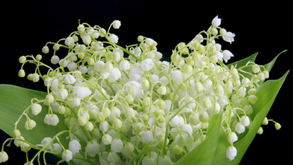 A beautifully elegant Lily of the Valley Bouquet captured in a delightful soft focus style Time lapse.