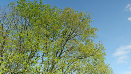 A Beautiful Lush Green Tree Standing Tall Against a Clear and Bright Blue Sky Above
