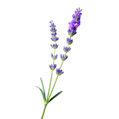 Naklejka premium Lavender Sprig Minimalist Style isolated on transparent background