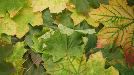 A Beautiful Array of Colorful Autumn Leaves Delicately Overlaying Each Other in Nature