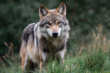 a wolf standing in a grassy field with trees in the background