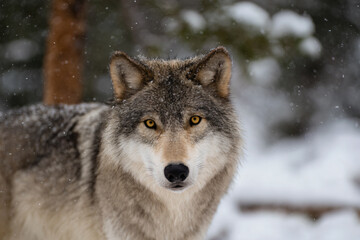 Fototapeta premium a wolf standing in the snow in a forest