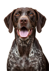 Fototapeta premium Happy Dog Portrait Isolated on Transparent Background Close Up