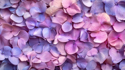 Obraz premium Pastel-colored hydrangea petals creating stunning floral background