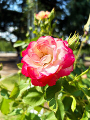 赤色のバラの花