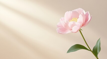 Fototapeta premium Delicate Beauty: A close-up of a singular peony blossom, a testament to spring's allure and the exquisite details of flora.