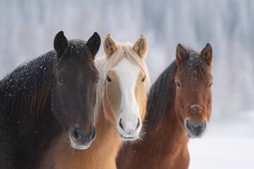 three horses standing in the snow in a field