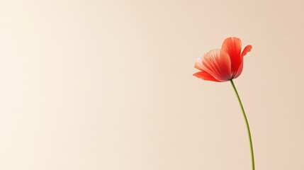 Solitary poppy: A vibrant poppy blooms, its delicate petals unfurling gracefully against a soft, creamy backdrop. the essence of spring's vibrant beauty.