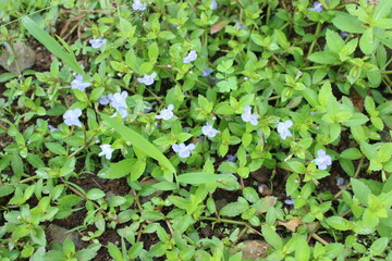 Top view of small purple wildflowers blooming among lush green foliage