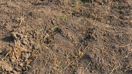 Fototapeta premium From above, the plowed soil with its deep furrows shows the vital step of soil preparation, readying the land for the next agricultural cycle. 