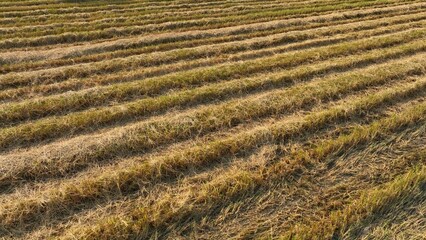 An aerial view reveals neatly harvested rows of crops, with dry stalks interspersed with fresh green shoots, symbolizing the transition from harvest to regrowth on the farm.
