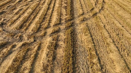 The contrast between the harvested crop areas and the untouched green growth, with a path cutting across the field, illustrating the changing seasons of agricultural life.
