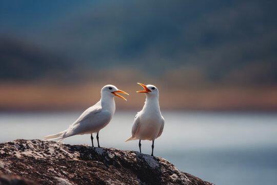 two birds standing on a rock near a body of water
