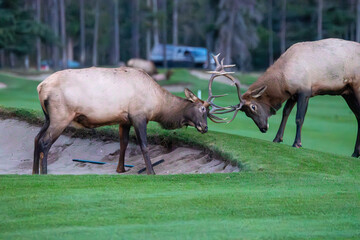 An elk in Canada