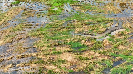 This shot aerial the field's irrigation system, where water flows through designated paths, with varying levels of soil preparation and growth, emphasizing efficient water usage in farming.
