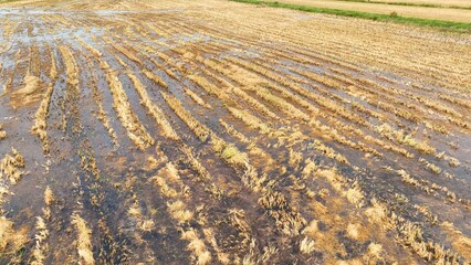 The contrasting wet and dry areas in the soil reflect both the effects of irrigation and the paths left by farming machinery, demonstrating the relationship between water management and cultivation.
