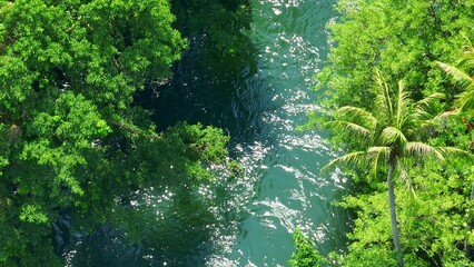 The coconut tree stands proudly beside the river, surrounded by rich green foliage, creating a...