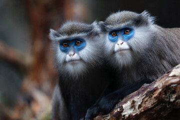 two monkeys with blue eyes sitting on a tree branch