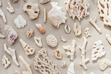 Sea shells, corals, sea stones with sun shadow at sunlight, nature photo of different white shell and coral pieces scattered on light beige concrete, minimal monochrome pattern, neutral pastel tones