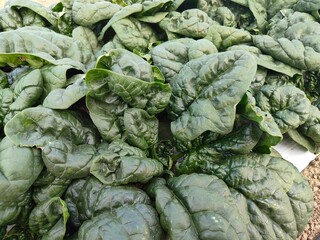 寒締めほうれん草