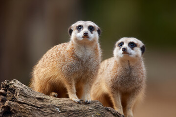 Fototapeta premium two small animals standing on a log