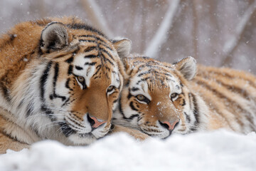 Obraz premium two tigers laying in the snow together