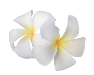 Plumeria or Frangipani or Temple tree flower. Close up yellow-pink plumeria flowers bouquet isolated on transparent background. Top view exotic flower bunch	