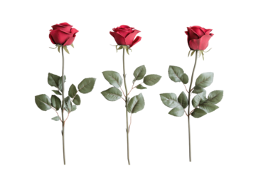 Three deep red roses, stems and leaves, arranged vertically against a black background