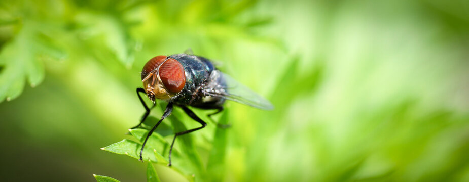 Fly landing on a plant