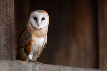 Obraz premium a barn owl sitting on a wooden ledge