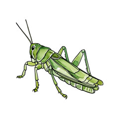 A grasshopper clipart illustration