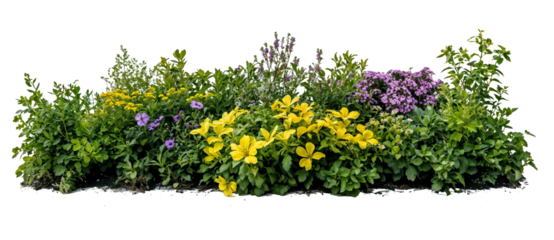 Isolated landscape design element featuring vibrant flowering shrubs and bushes with purple and yellow blooms arranged in natural garden border formation
