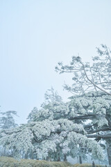 冬の景色