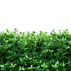 Obraz premium Green bushes creating a vibrant natural border against a Transparent background for design and decoration, Isolated image green bushes on PNG background