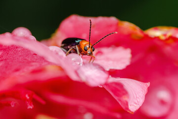 Naklejka premium Aulacophora lewisii beetle standing on a wet pink flower petal
