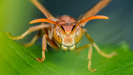 Red wasp standing on a green leaf
